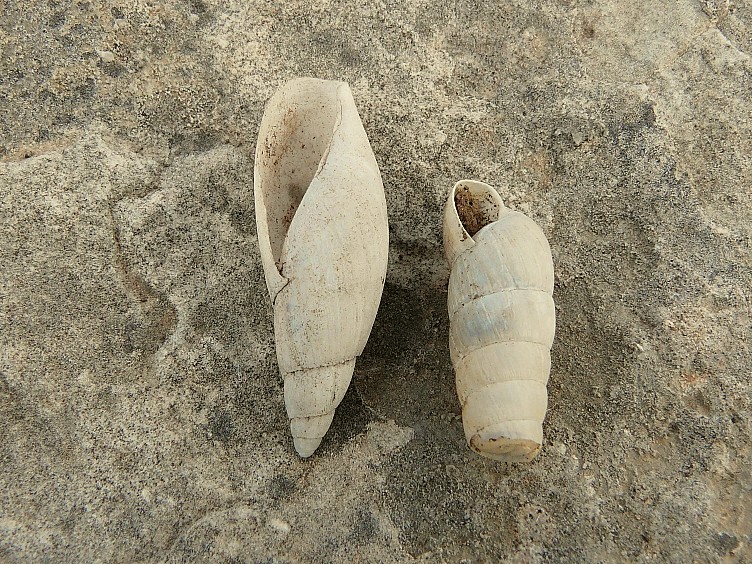 Poiretia cornea del Gargano